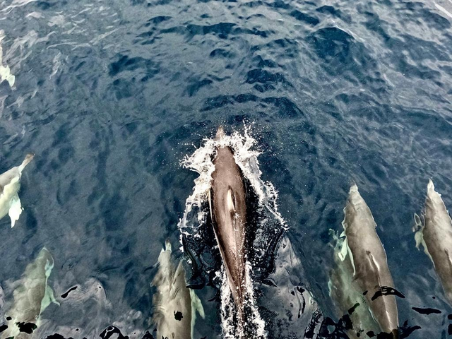 One day, 100 Nautical Miles, 185 km (27.75kg CO2e)